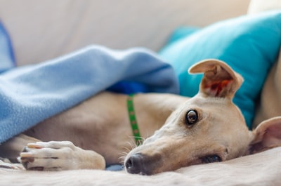 成年灰猎犬特写镜头